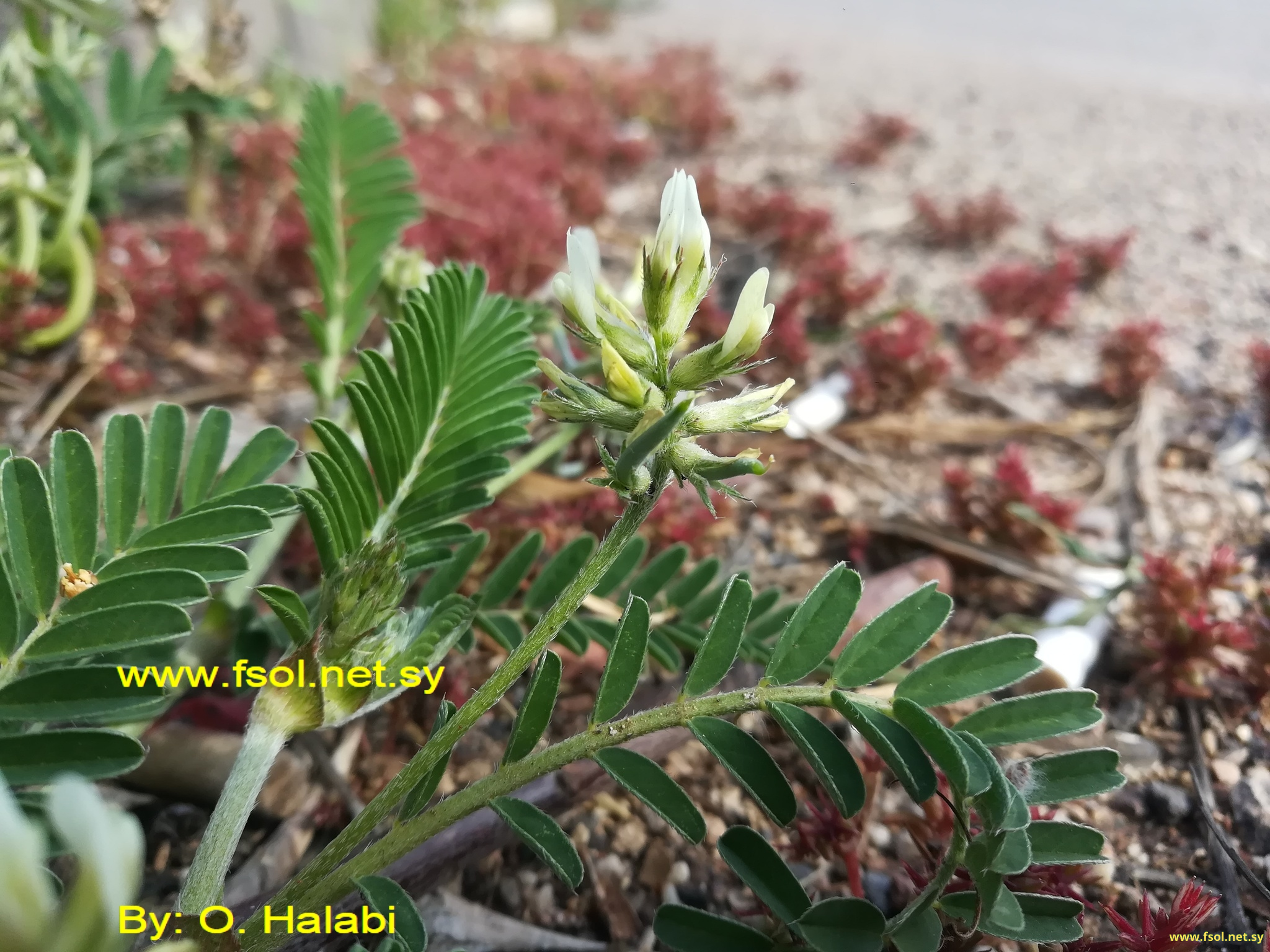 Astragalus hamosus  L